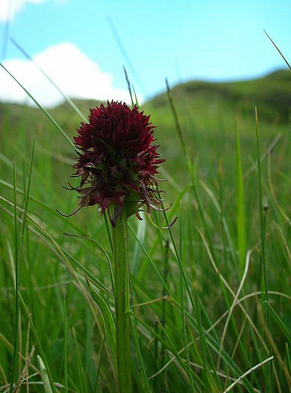 Nigritella rhellicani / Nigritella comune